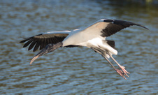 Enlarge photo 39