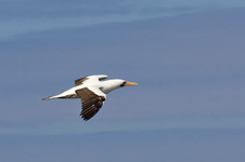 Enlarge photo 36