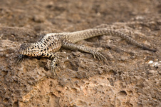 Enlarge photo 39