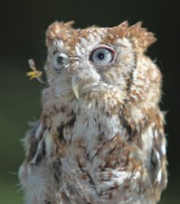 Hawks Owls and Falcons