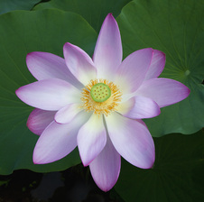 Enlarge photo 3