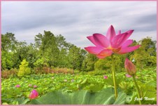 Enlarge photo 17