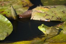Enlarge photo 10