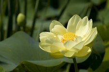 Lilipons Gardens