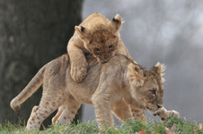 Enlarge photo 13