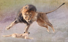 Enlarge photo 10