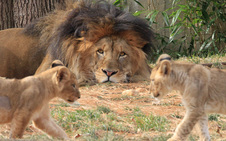 Lion cubs and Luke