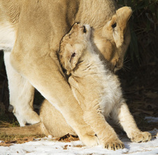 Lion Cubs National Zoo