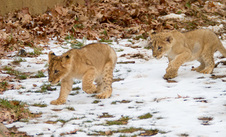 Enlarge photo 12