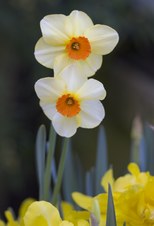 Longwood Gardens