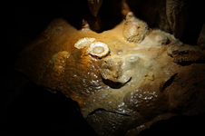Enlarge photo 96
