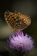 Enlarge photo 18
