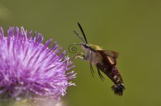 Enlarge photo 16