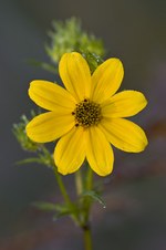 Macro