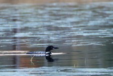 Enlarge photo 31