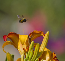 Enlarge photo 29