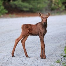 Moose in Maine