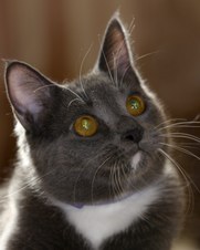 More Kitten pix