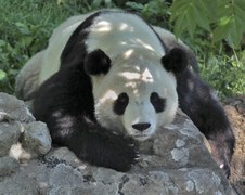 Enlarge photo 14