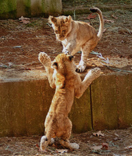 Enlarge photo 17
