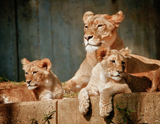Enlarge photo 11