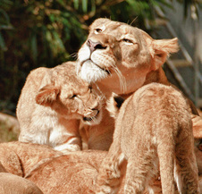 Enlarge photo 7