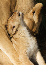 National Zoo 2011