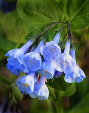 Nature's Best