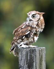 Owls and Falcons