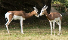 Enlarge photo 29