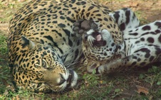 Enlarge photo 22