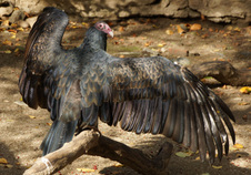 Philly Zoo