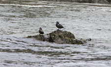 Enlarge photo 31