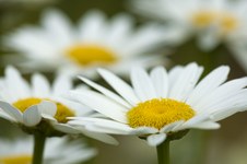 Sarah's Garden