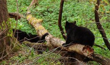 Smoky Mountains Spring