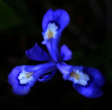 Enlarge photo 37