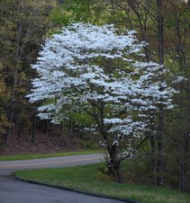 Enlarge photo 39