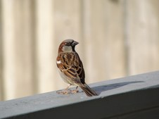 Enlarge photo 12