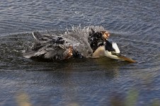 Enlarge photo 3