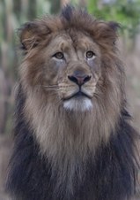 Zoo Safari