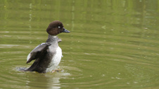 Enlarge photo 13