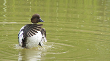 Enlarge photo 14