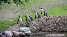Zurich Zoo