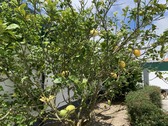 Enlarge photo 23