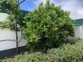 Enlarge photo 24