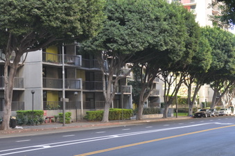 OLIVE GTK WAY AND 5TH