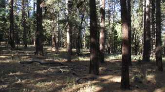 Enlarge photo 35