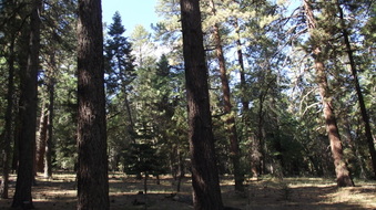 Enlarge photo 36