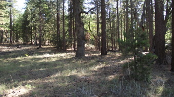 Enlarge photo 46