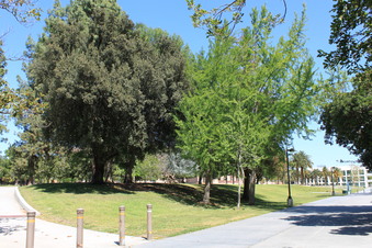 CSUN